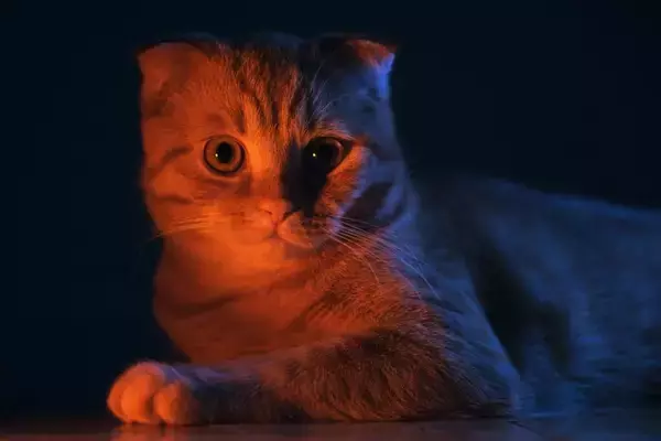 夏にぴったり？『猫にまつわる妖怪』3選　語り継がれる言い伝えや特徴をご紹介