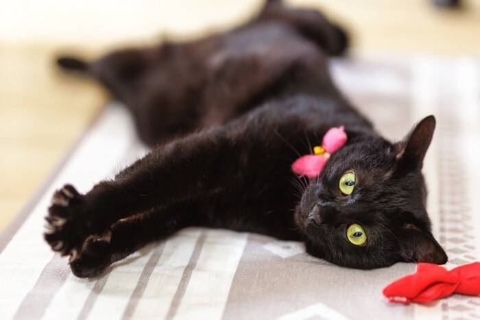 夏にぴったり？『猫にまつわる妖怪』3選　語り継がれる言い伝えや特徴をご紹介
