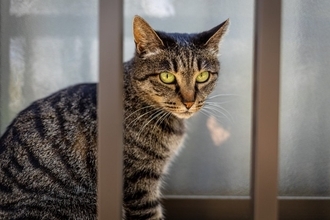 猫を『ベランダ』に出すのは避けたほうがいい理由4つ　考えられるリスクや出たがるときの対処法