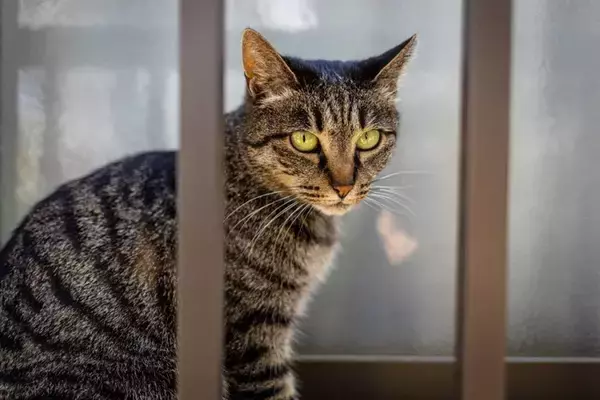 猫を『ベランダ』に出すのは避けたほうがいい理由4つ　考えられるリスクや出たがるときの対処法