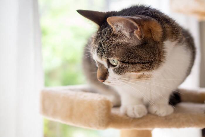 猫を『ベランダ』に出すのは避けたほうがいい理由4つ　考えられるリスクや出たがるときの対処法