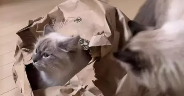 袋に入っていた子猫→近づいてきた先輩猫に突然『パンチ』された結果…可愛すぎる『表情』が96万再生「ツボったｗ」「永遠に笑ってるｗ」