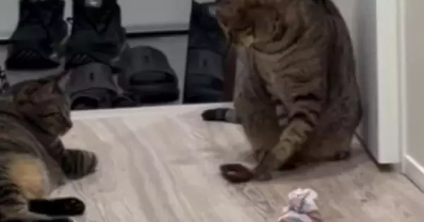 深夜に廊下を見たら『2匹の猫』がいて…まさかのやり取りに「微妙な空気感が可愛すぎるｗ」「一緒に遊びたいんだｗ」と15万再生