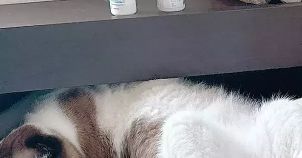 ベッドの上で『すごい格好で寝ていた猫』→よく見ると、顔が…まさかの光景が103万表示「匠の技でござる」「笑った」