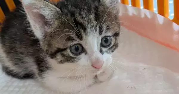 青い目だった『キトンブルーの幼い子猫』→少しずつ変化していって…素敵な『成長記録』に「なんとも可愛すぎる」「本当に美猫さん」と反響