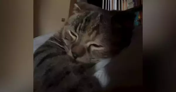 体調不良で寝ていると、『心地よい音』が聞こえてきて→目を開けたら、『子猫』が…尊すぎる瞬間が195万再生「嬉しい重みｗ」「セラピー猫」