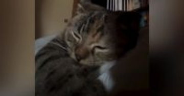 体調不良で寝ていると、『心地よい音』が聞こえてきて→目を開けたら、『子猫』が…尊すぎる瞬間が195万再生「嬉しい重みｗ」「セラピー猫」