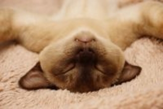 猫が『いびき』をかいているときの原因7つ　病気の可能性も？対処法まで解説