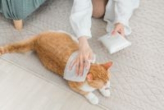 お風呂が苦手な猫を『キレイにする方法』7つ　洗わずに行うメリットや入浴が必要なときの対処法まで