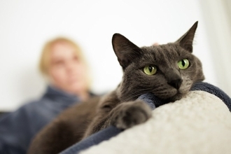猫の『性格が変わった』ときに考えられる原因5つ　影響を及ぼす理由や上手な付き合い方まで