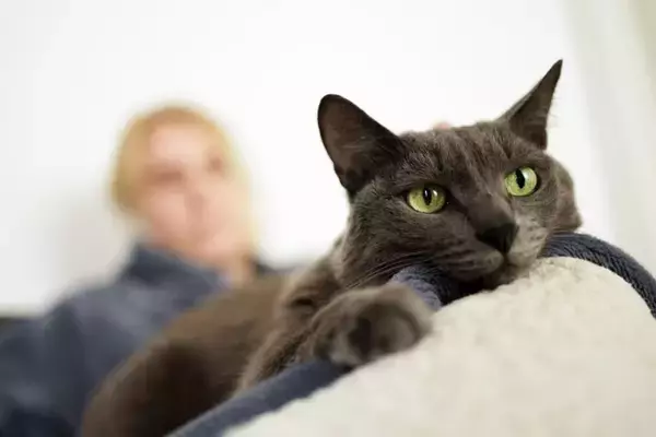 猫の『性格が変わった』ときに考えられる原因5つ　影響を及ぼす理由や上手な付き合い方まで