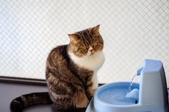 猫に食べさせてはいけない『危険な食材』4選　誤飲した場合のリスクや取るべき対処法も解説