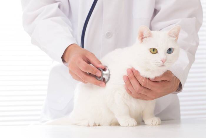 猫に食べさせてはいけない『危険な食材』4選　誤飲した場合のリスクや取るべき対処法も解説