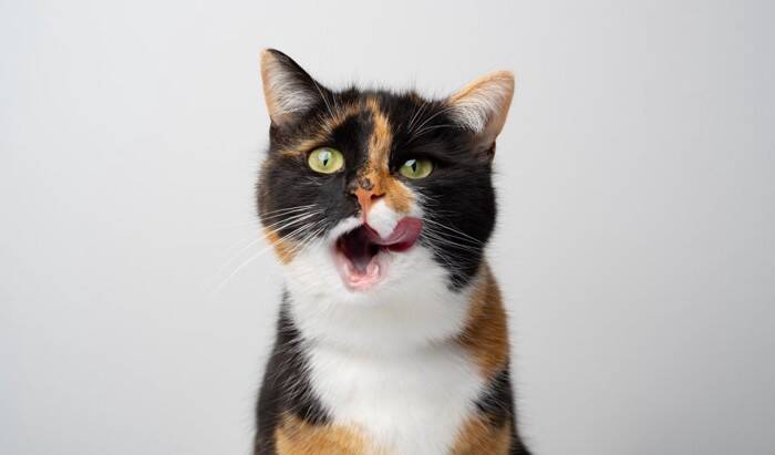 猫に食べさせてはいけない『危険な食材』4選　誤飲した場合のリスクや取るべき対処法も解説
