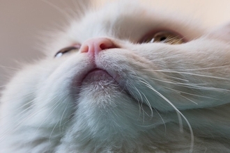 猫のアゴに『黒いニキビ』が表れる3つの原因　どう対処すればいいの？予防法まで解説