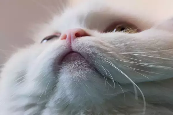 猫のアゴに『黒いニキビ』が表れる3つの原因　どう対処すればいいの？予防法まで解説