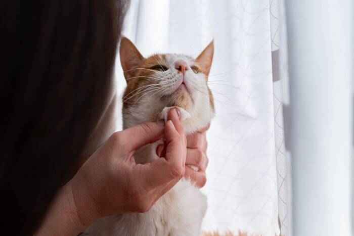 猫のアゴに『黒いニキビ』が表れる3つの原因　どう対処すればいいの？予防法まで解説