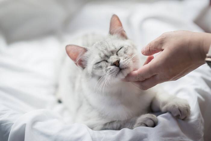 猫のアゴに『黒いニキビ』が表れる3つの原因　どう対処すればいいの？予防法まで解説