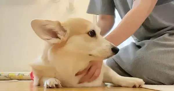 犬を撫でていると、『わたしも』と猫が割り込んできて…思わず笑ってしまう光景に8万いいね「思った以上にヌッと出てきたｗ」「すごいｗ」