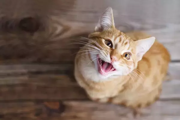 猫が『欲求不満』を訴えているときの仕草5つ　解消させるコツや環境面の改善策も