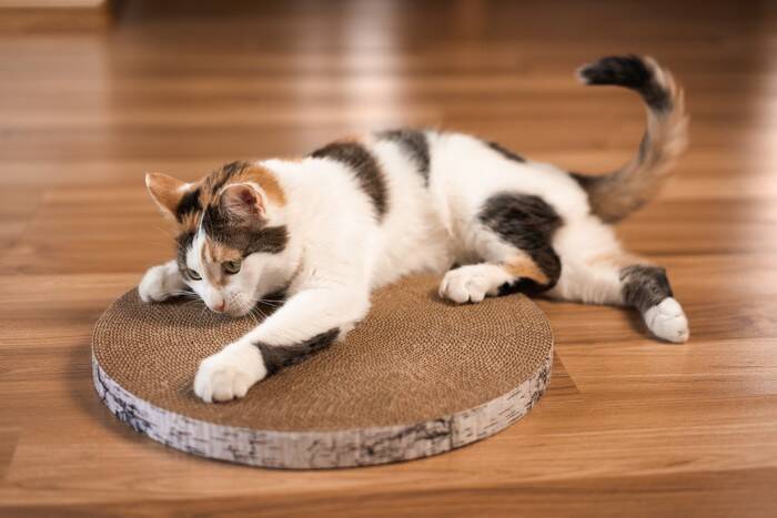 猫が『欲求不満』を訴えているときの仕草5つ　解消させるコツや環境面の改善策も