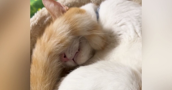 キャットタワーで寝ている猫を『寝室』に誘ったら…まるで『人間同士のようなやり取り』が182万再生「返事してるｗ」「風呂前の私みたいｗ」