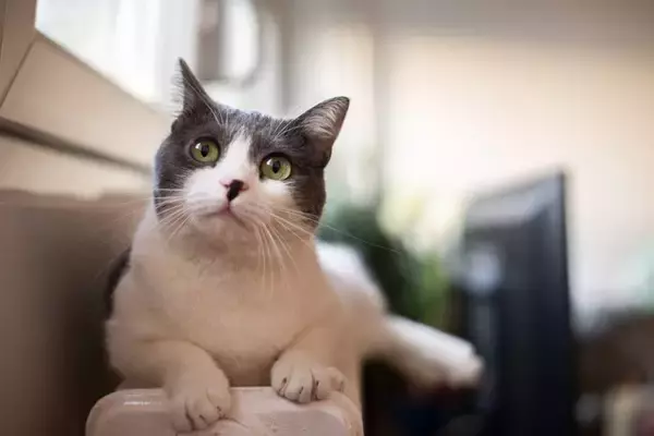 猫の『本音』を読み解くための方法6つ　行動に隠された心理とは？見分けるコツもご紹介