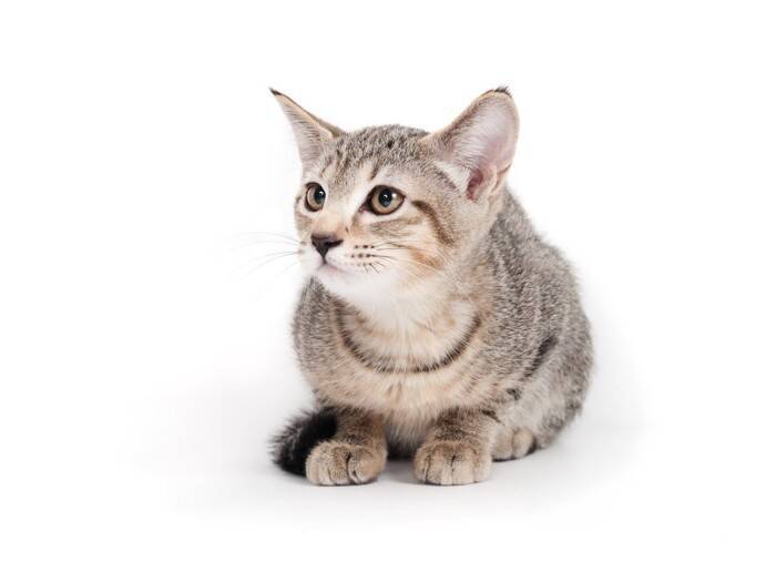 猫の『本音』を読み解くための方法6つ　行動に隠された心理とは？見分けるコツもご紹介