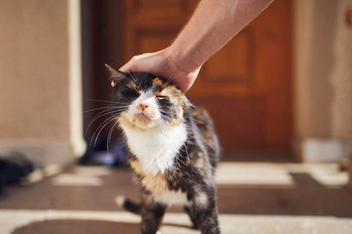 猫の『本音』を読み解くための方法6つ　行動に隠された心理とは？見分けるコツもご紹介