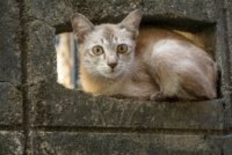 塀の穴に潜んで怯えていた猫が、やさしい男性に出会って幸せをつかむ　米国