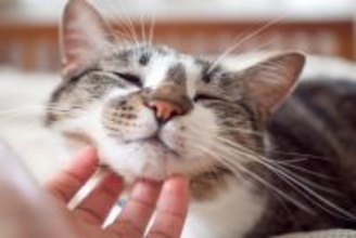 猫が大喜びする『スキンシップ』の方法4選　愛猫を虜にさせるためのポイントをご紹介