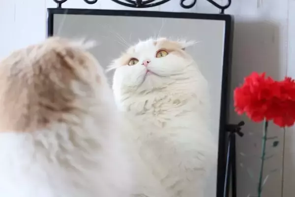 猫が『鏡の中の自分』をみたときに考えること3選　やりがちな反応や仕草もご紹介