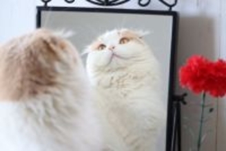猫が『鏡の中の自分』をみたときに考えること3選　やりがちな反応や仕草もご紹介