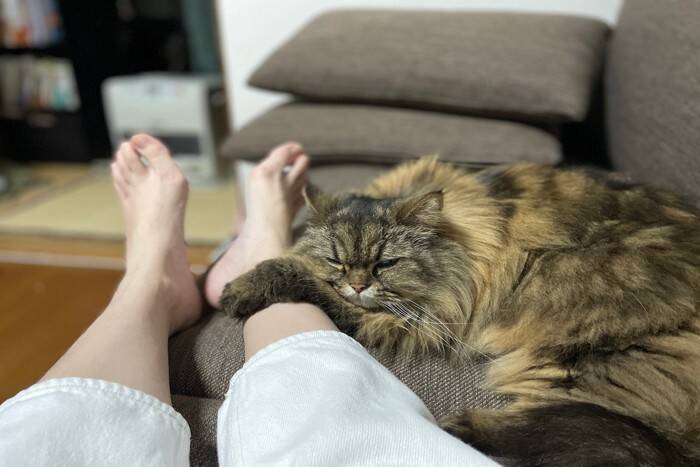 猫が『飼い主から離れない』ときに考えられる心理4つ　どう接すればいいの？適度な距離感を保つべき理由まで