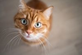 『頭がいい猫』に共通する特徴5選　何気ない行動に隠れた賢さと育て方のコツ