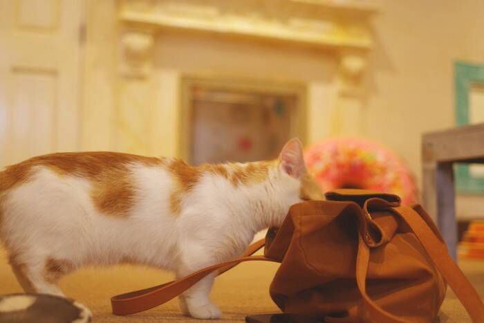 『頭がいい猫』に共通する特徴5選　何気ない行動に隠れた賢さと育て方のコツ