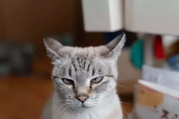 猫の『機嫌が悪い』ときに試したい対処法4選　避けるべき行為や上手な接し方まで