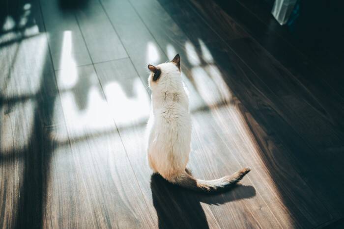 猫の『機嫌が悪い』ときに試したい対処法4選　避けるべき行為や上手な接し方まで