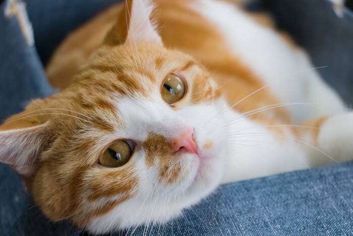 猫にとって『環境の変化』が負担になる理由4つ　起こりうるトラブルや慣れてもらうための工夫