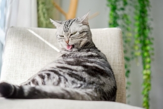 猫が『キレイ好き』とされている理由3つ　愛猫の清潔を保つために飼い主ができることまで