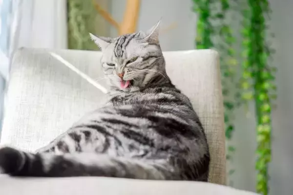 猫が『キレイ好き』とされている理由3つ　愛猫の清潔を保つために飼い主ができることまで