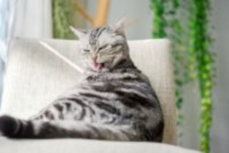 猫が『キレイ好き』とされている理由3つ　愛猫の清潔を保つために飼い主ができることまで