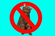 人気の「病院猫」２匹に、出入り禁止命令が！　猫ファンの患者やスタッフは撤回を要求　ニュージーランド