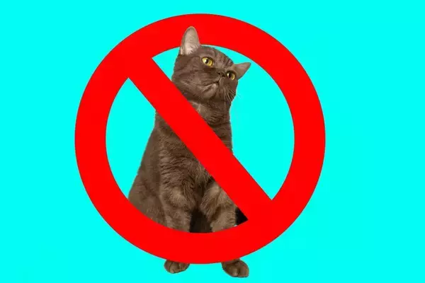 人気の「病院猫」２匹に、出入り禁止命令が！　猫ファンの患者やスタッフは撤回を要求　ニュージーランド