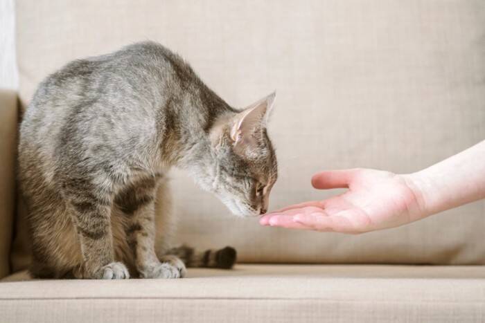 猫が『懐いてくれない人』に当てはまる特徴5つ　やりがちなNG行為や仲良くなるためのコツ