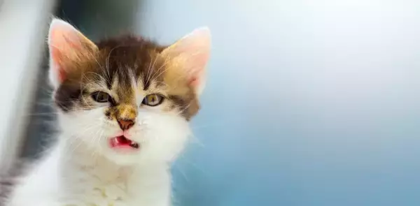 猫がみせる『八つ当たり』のような行動3選　関係ないのに攻撃する理由や対処法も解説