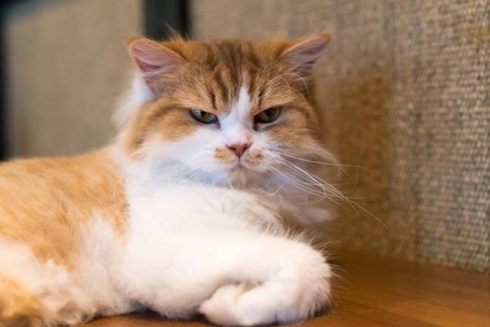 猫がみせる『八つ当たり』のような行動3選　関係ないのに攻撃する理由や対処法も解説