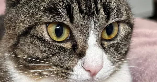 毛布に座り込む猫の『胸』を見たら…思わずモフりたくなる『綺麗すぎる形』に６万いいね「前世はきっとハト」「ナイスボディｗ」と話題に