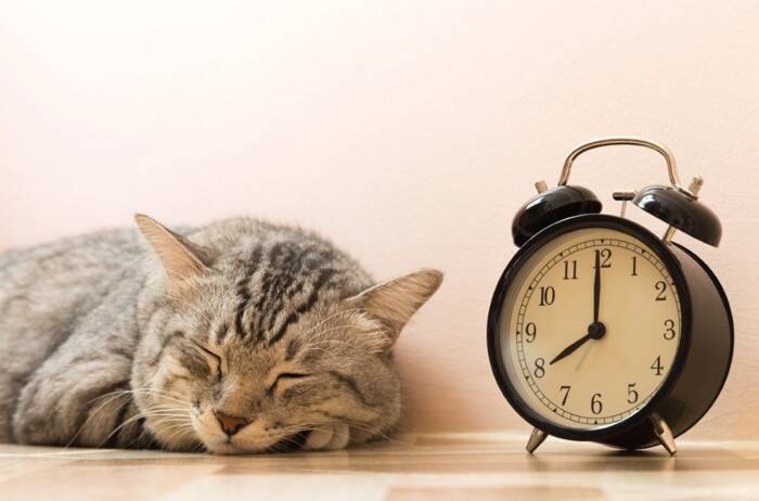 猫を『寝かしつけたい』ときに試せるアイデア4選　夜寝てくれないのはなぜ？心がけたい習慣も