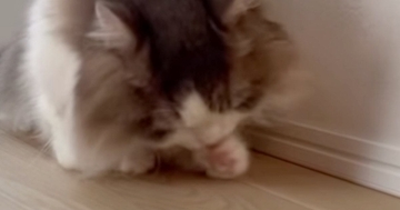 初対面では弟猫に威嚇していた兄猫…翌日に見せた『まさかの行動』に爆笑の声「可愛くて仕方ないみたいｗ」「愛が強すぎるｗ」と12万再生